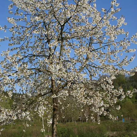 Lejlighed In Mit Terrasse Frankenau