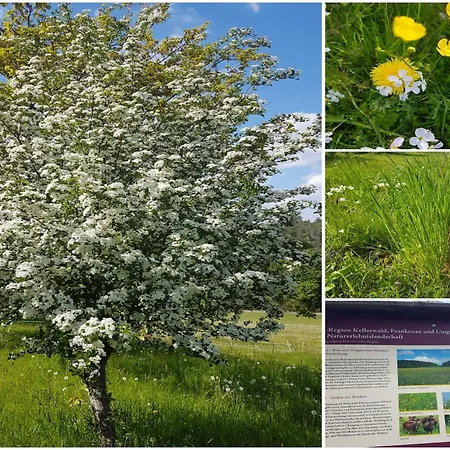 Lejlighed In Mit Terrasse Frankenau